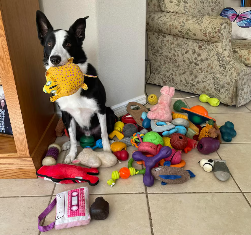 Los perros superdotados pueden aprender palabras nuevas de forma similar a los niños pequeños