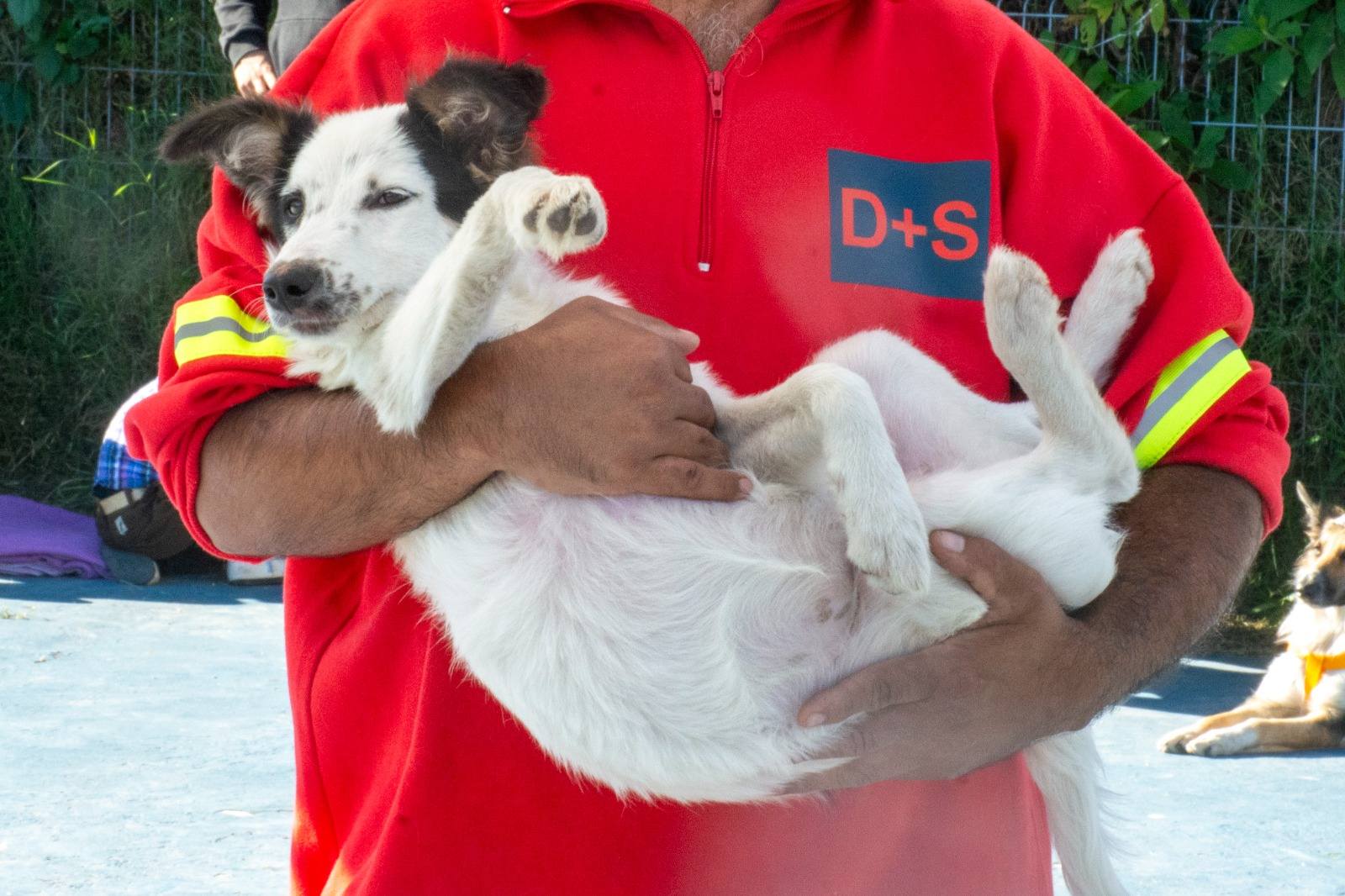 Continúa el Programa de Esterilización Canina