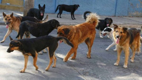 Nuevo intento local para la protección y tenencia responsable de animales