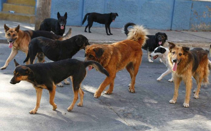Nuevo intento local para la protección y tenencia responsable de animales