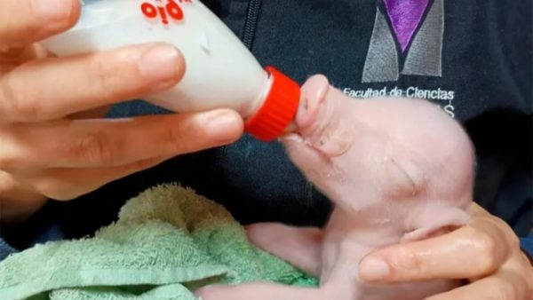 Nació en la UBA el primer cerdo modificado genéticamente para futuros trasplantes en humanos