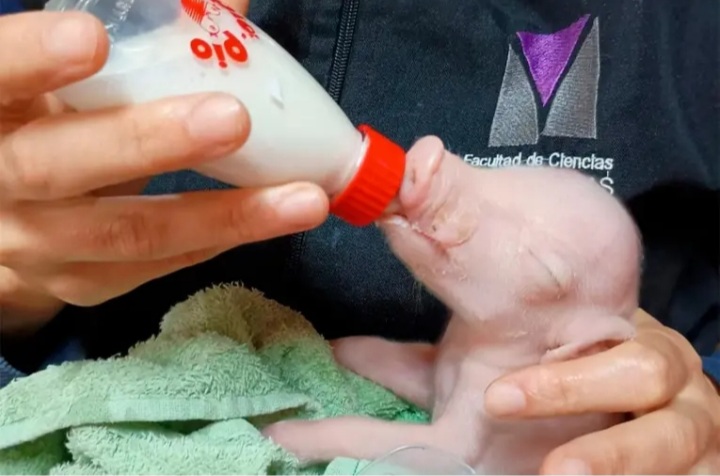 Nació en la UBA el primer cerdo modificado genéticamente para futuros trasplantes en humanos