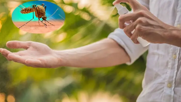 Alerta por el mosquito del dengue: detectaron tolerancia a un insecticida utilizado para combatirlo