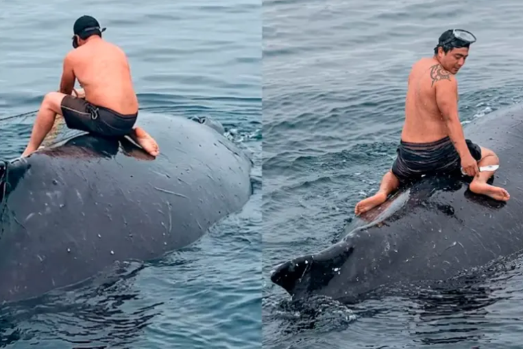 Video: pescador se subió al lomo de una ballena atrapada en redes para poder liberarla