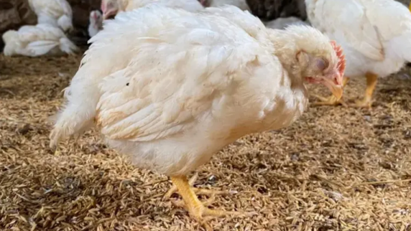 Alerta sanitaria en el sector avícola: Brasil confirmó un brote de Newcastle en una granja cercana a Misiones