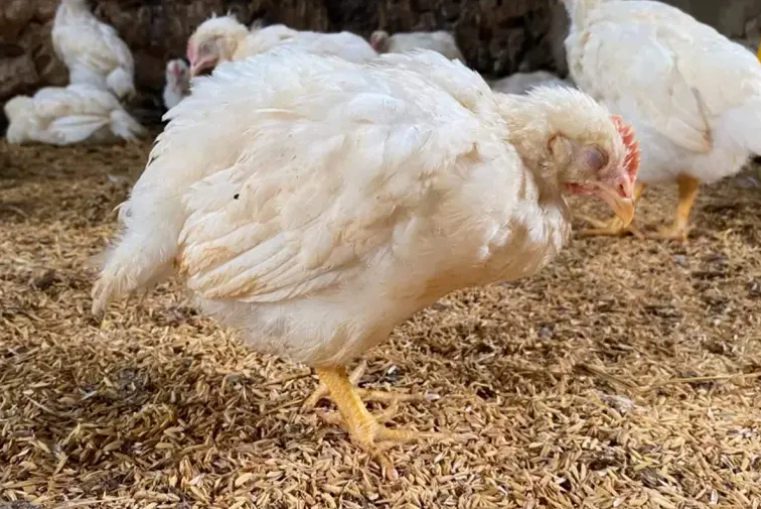 Alerta sanitaria en el sector avícola: Brasil confirmó un brote de Newcastle en una granja cercana a Misiones