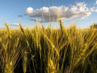 Por el clima adverso, las pérdidas en trigo varían del 10 al 15%