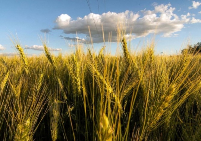 Por el clima adverso, las pérdidas en trigo varían del 10 al 15%
